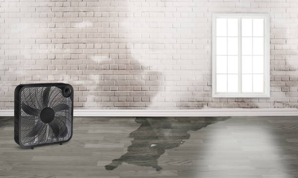 Best Water damage cleanup near me  in Westport, IN